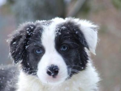 Image chiot Border collie Bleu